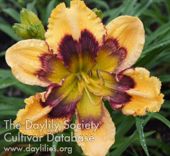 Daylily Kaleidoscope Thunderstorm